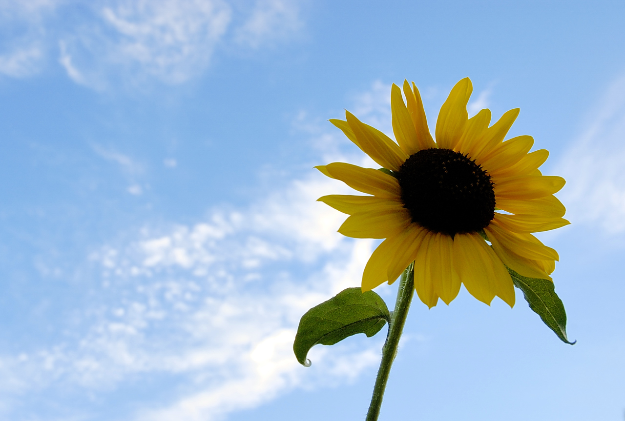 SummerSunflower1.jpg